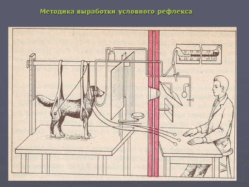 Методика выработки условного рефлекса